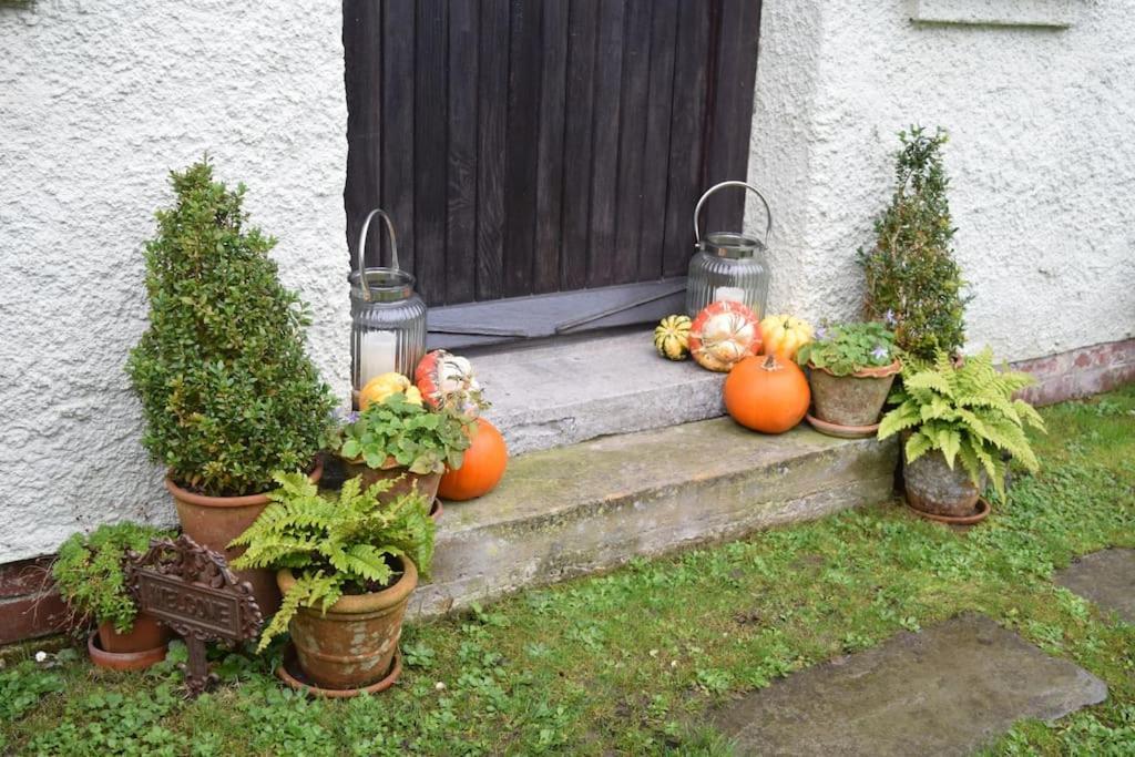 Cedra Cottage - Vintage Country Hideaway Axminster Eksteriør billede